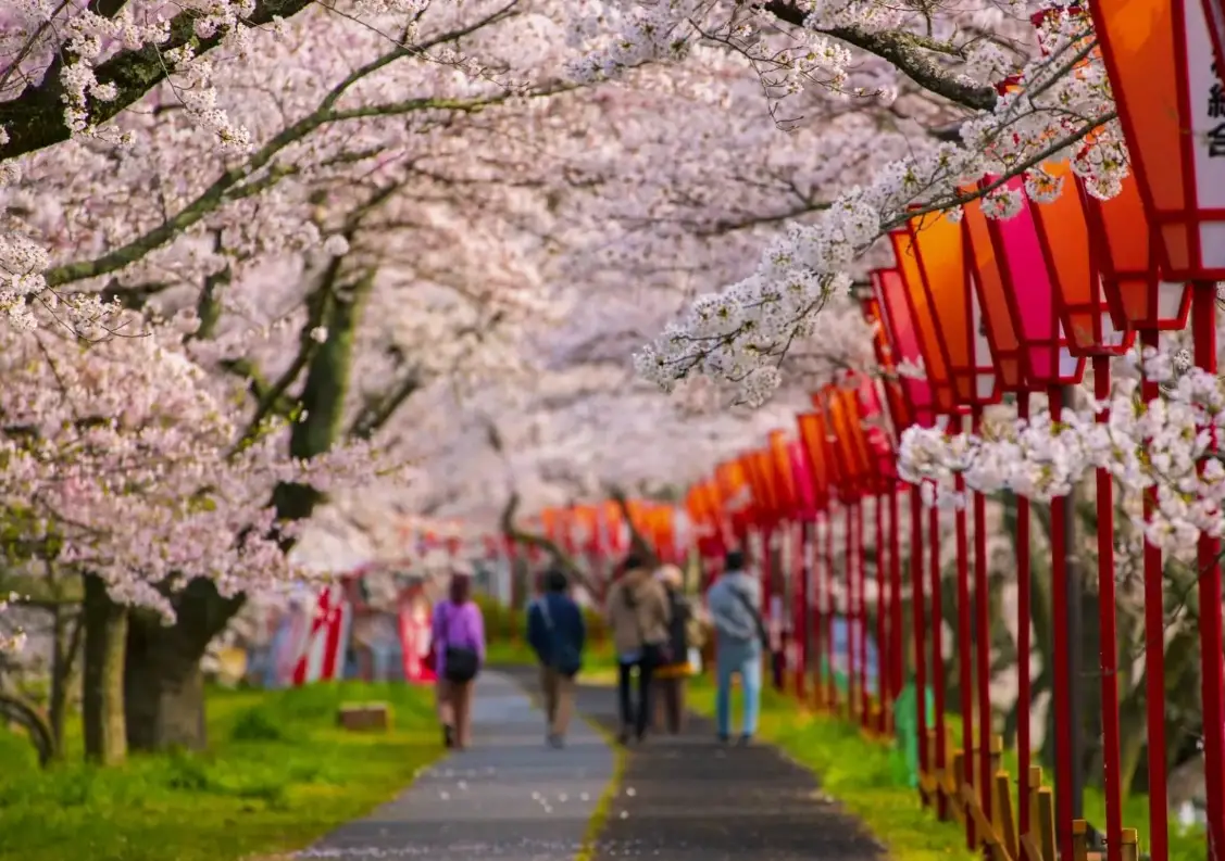 櫻花行程規劃 櫻花行程規劃