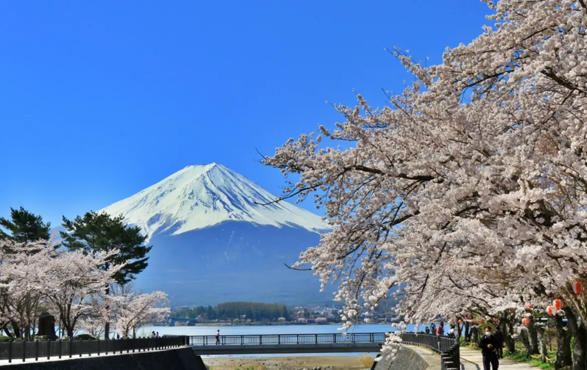 富士山賞櫻景點
