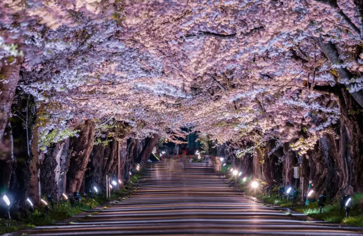 北海道賞櫻攻略