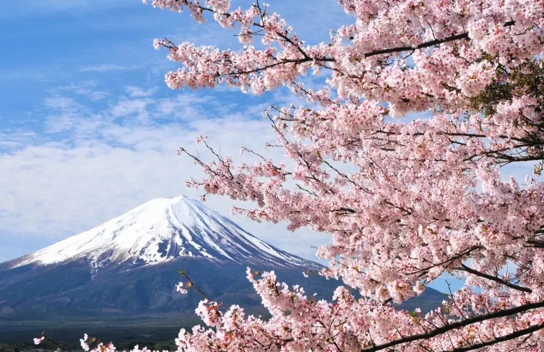 富士山櫻花預測