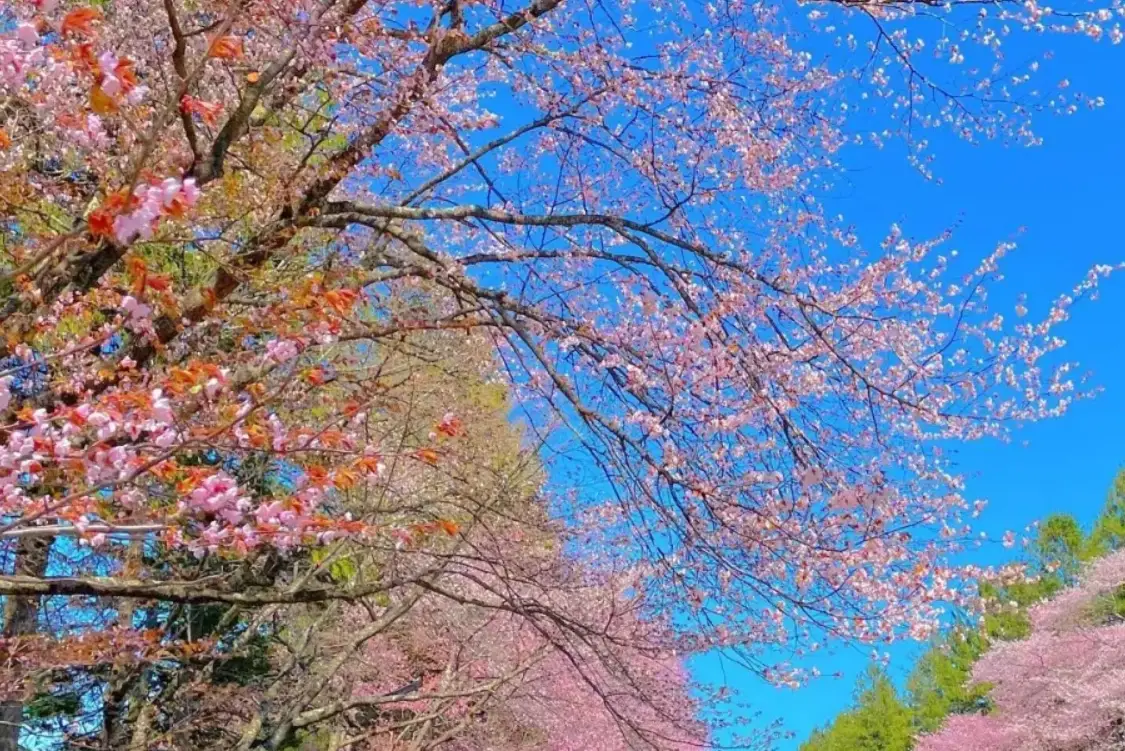 北海道賞櫻攻略