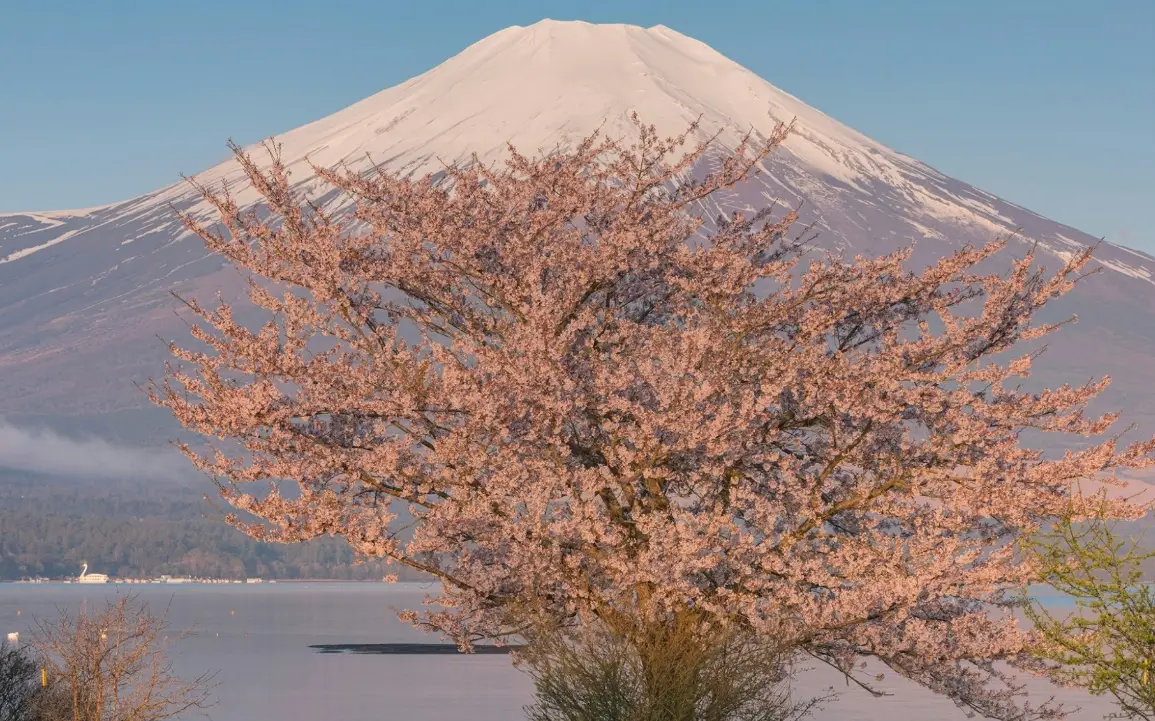 富士山櫻花季行程