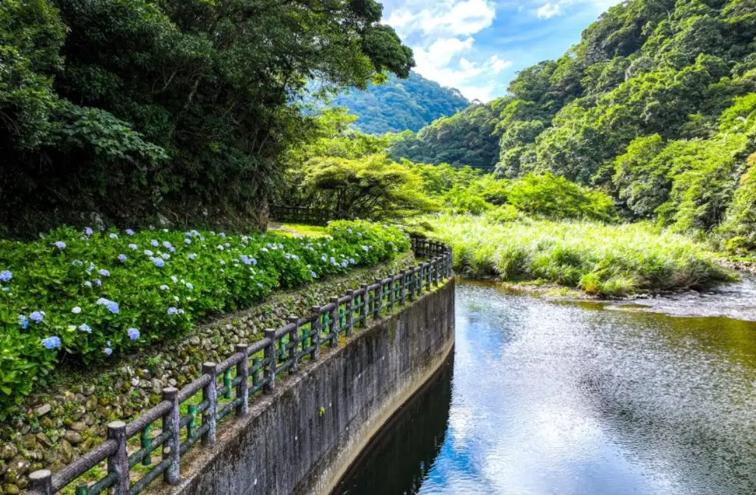 灣潭古道 繡球花 2024
