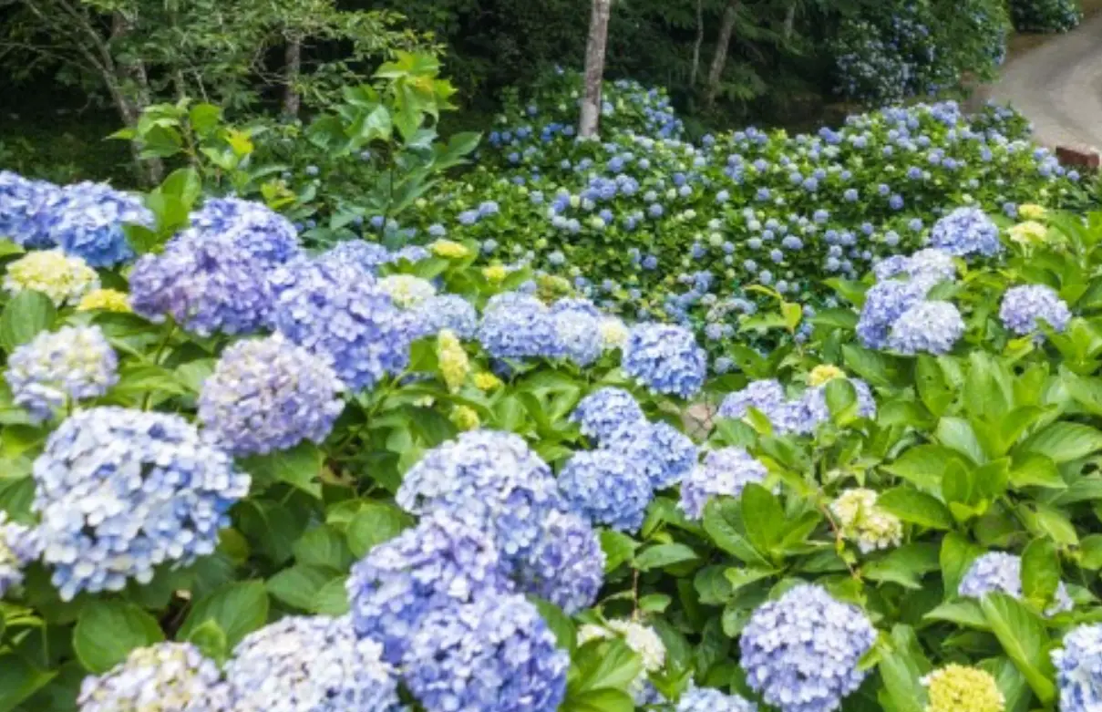 灣潭古道 繡球花 2024