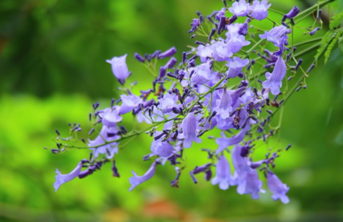 藍花楹 台灣