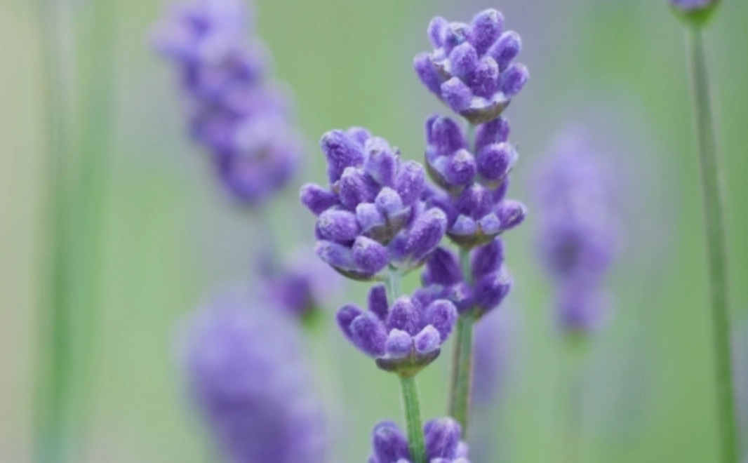 薰衣草花期