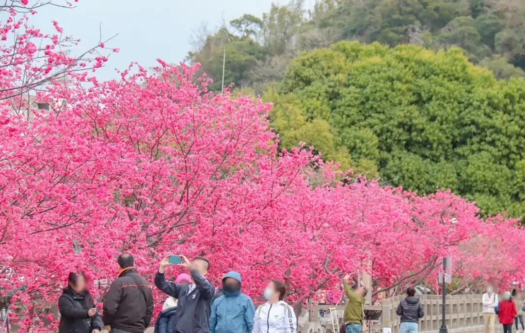 泰安櫻花季交通