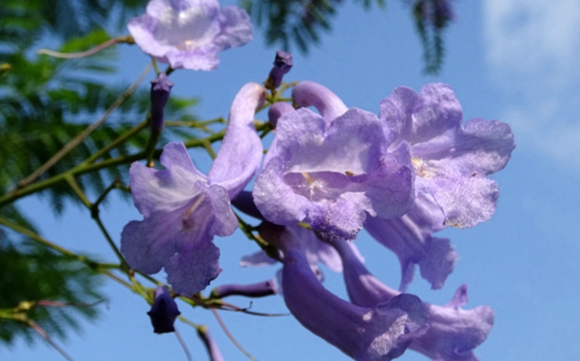 藍花楹 台灣
