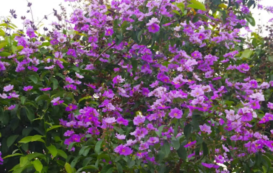 大花紫薇 花期