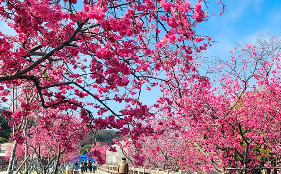 泰安賞櫻