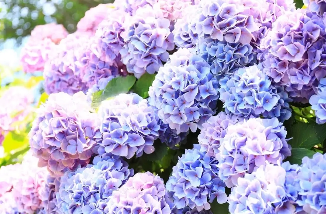 薰衣草花期