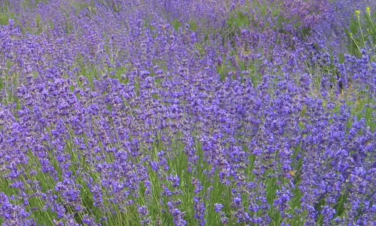 紫色花卉