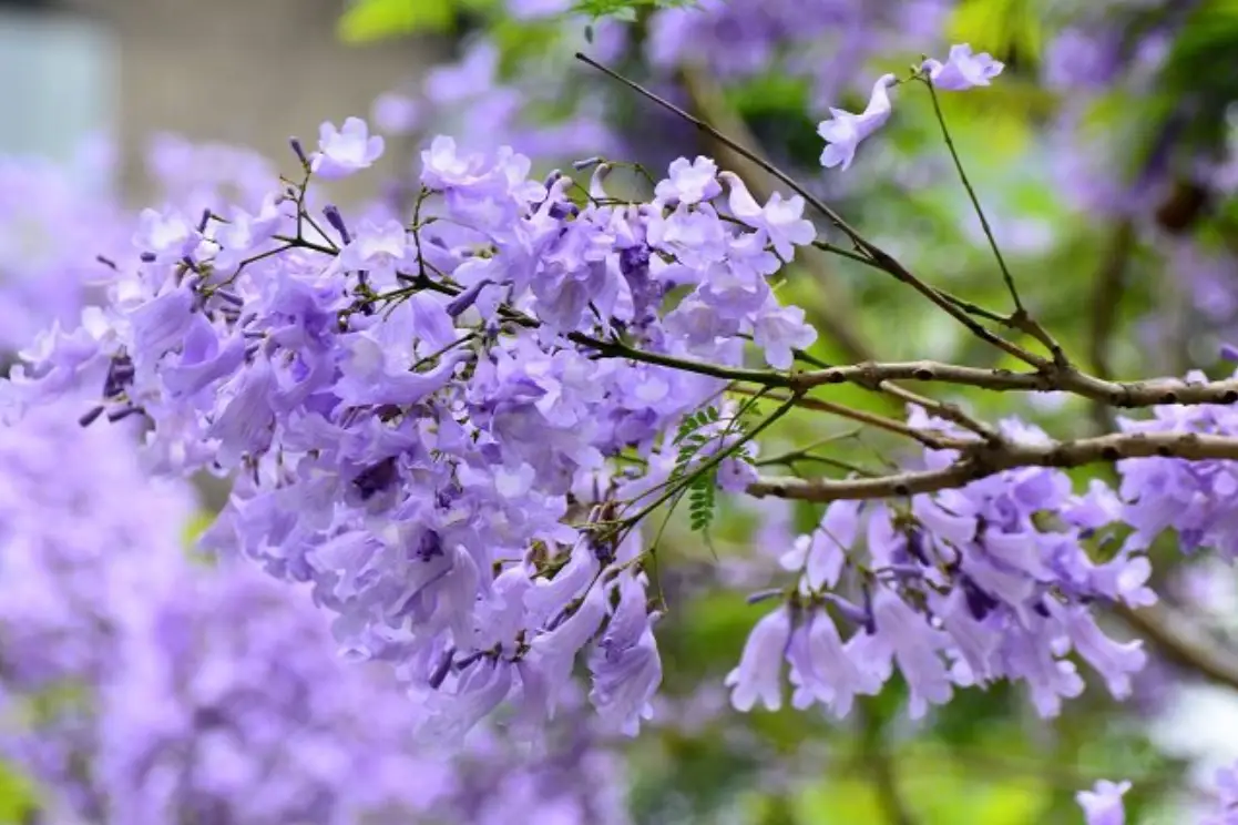 紫色花喬木 種植