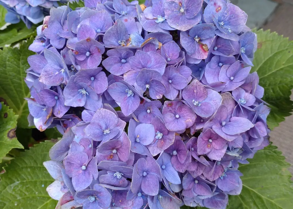 紫色花