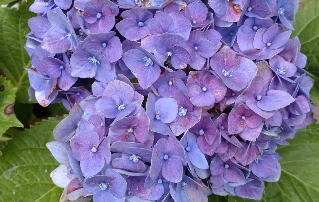 紫色花種類
