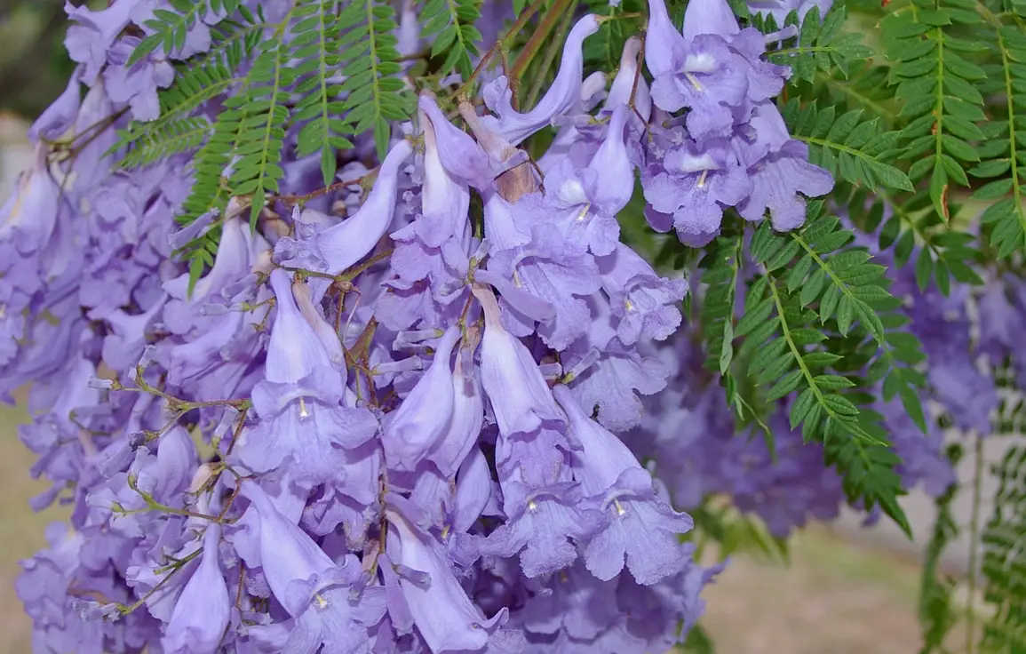 藍花楹 台灣