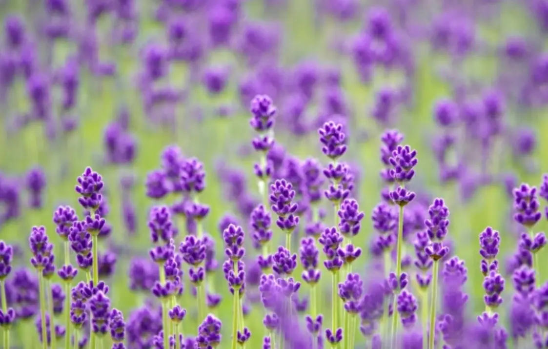 紫色花卉