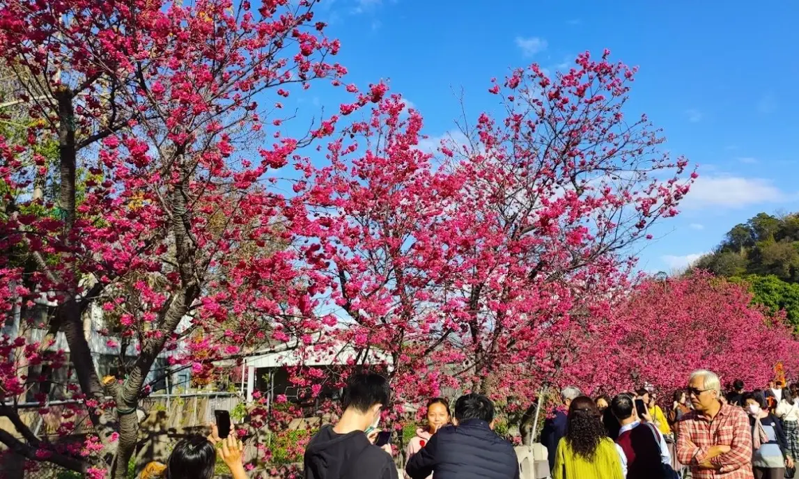 泰安櫻花季時間
