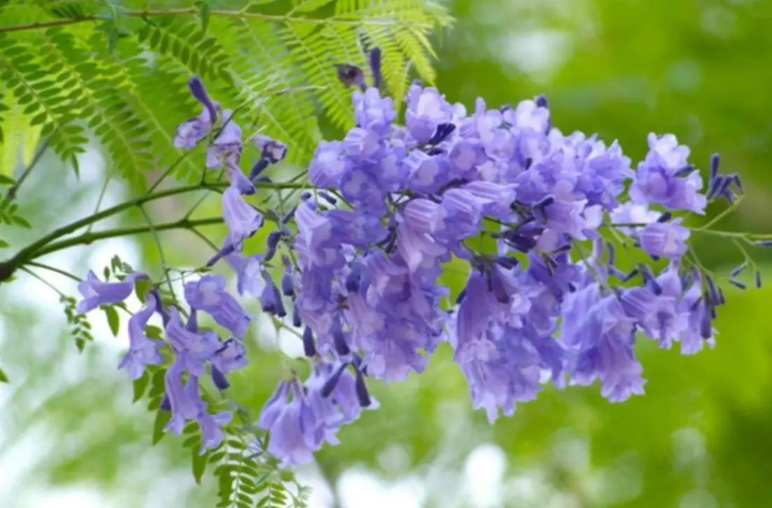 大花紫薇 花期