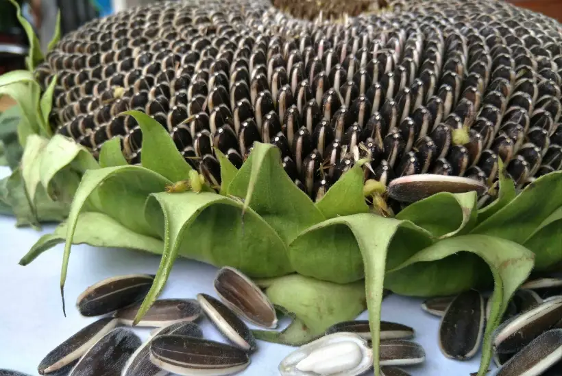 葵花籽熱量