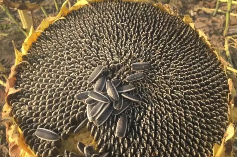 葵花籽熱量