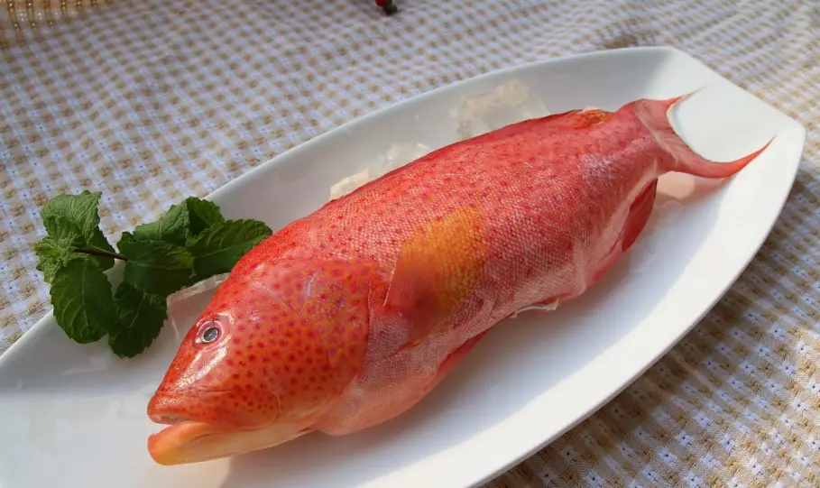 紅條魚 紅條魚
