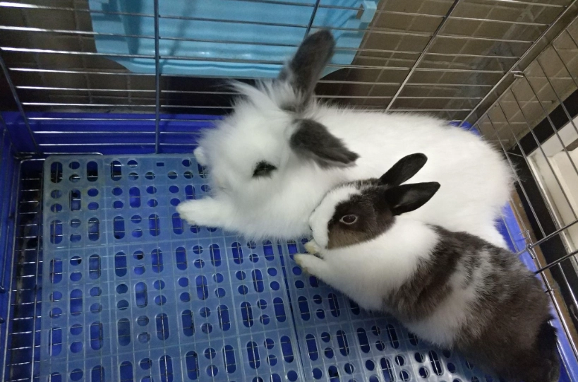獅子兔可以活多久 獅子兔可以活多久