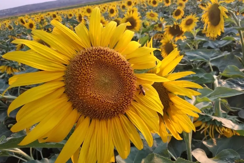 葵花籽營養成分