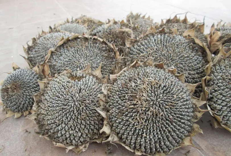 葵花籽營養成分