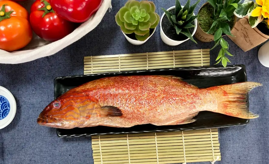 石斑魚挑選 石斑魚挑選