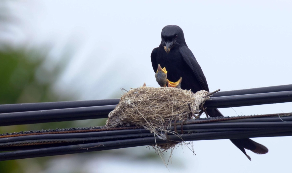陽台鳥巢 陽台鳥巢