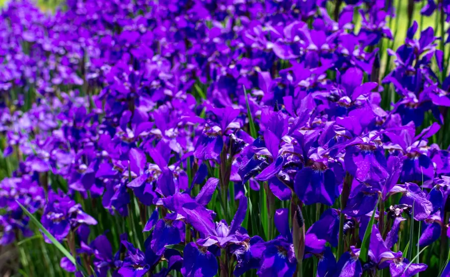 紫色花種類