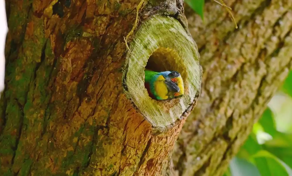 陽台鳥巢 陽台鳥巢