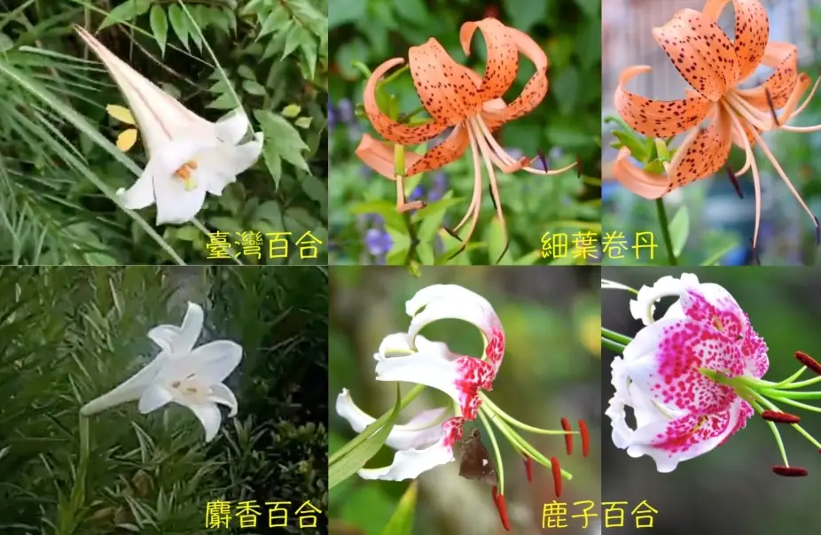 百合品種