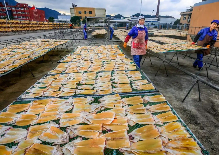 烏魚子挑選