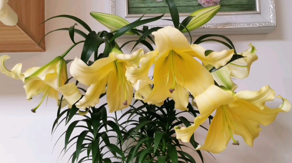 百合種類