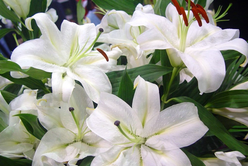 香水百合