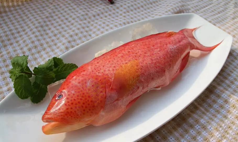 紅條魚