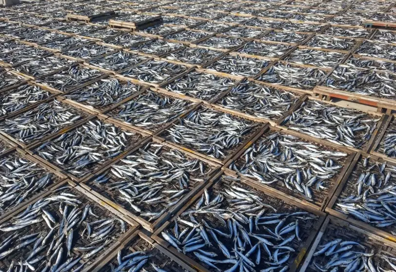 烏魚子挑選