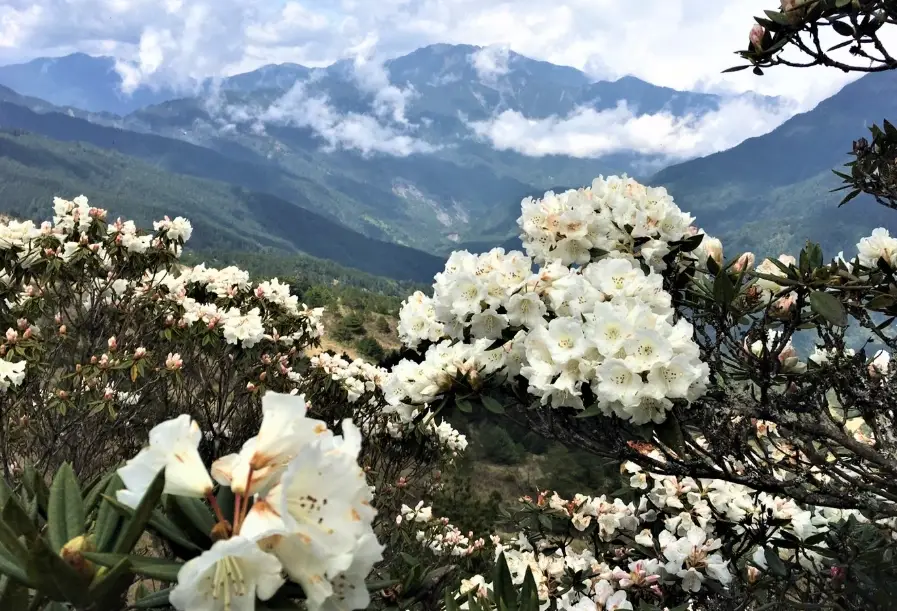 合歡山杜鵑花期 合歡山杜鵑花期