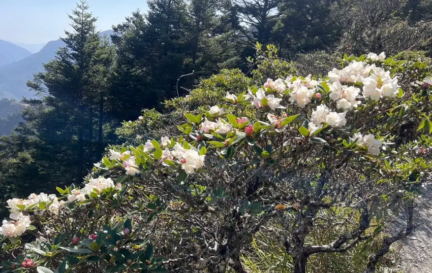 合歡山杜鵑花期 合歡山杜鵑花期