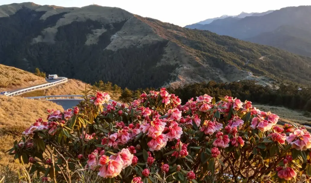 合歡山杜鵑花期 合歡山杜鵑花期