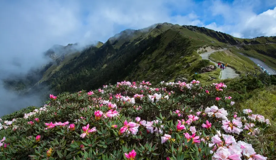 合歡山杜鵑花期 合歡山杜鵑花期