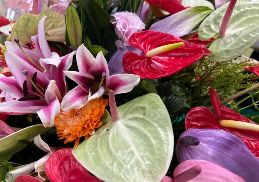 火鶴花澆水 火鶴花澆水