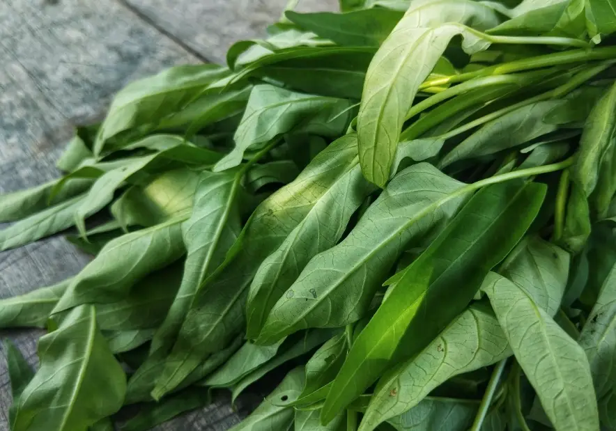 菠菜草酸