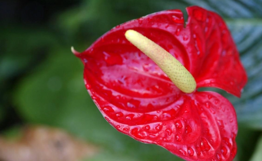 火鶴花不開花 火鶴花不開花