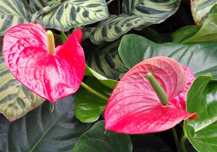 火鶴花澆水 火鶴花澆水