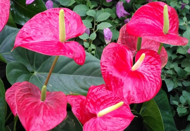 火鶴花澆水 火鶴花澆水