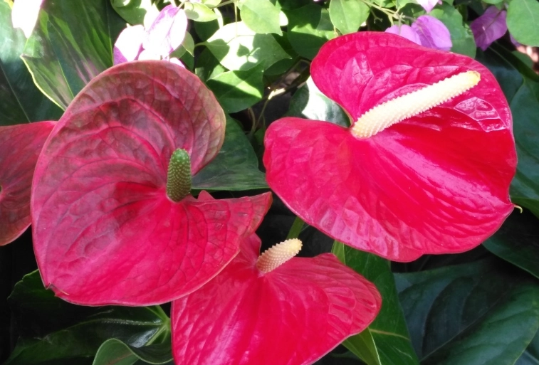 火鶴花澆水 火鶴花澆水