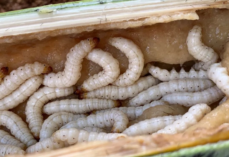 竹節蟲吃什麼 竹節蟲吃什麼